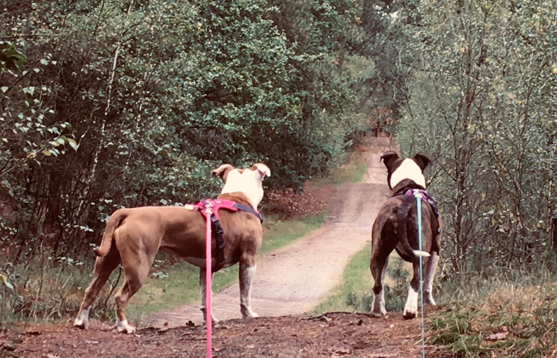 Honden en verre blik American Staffordshire Terriërs