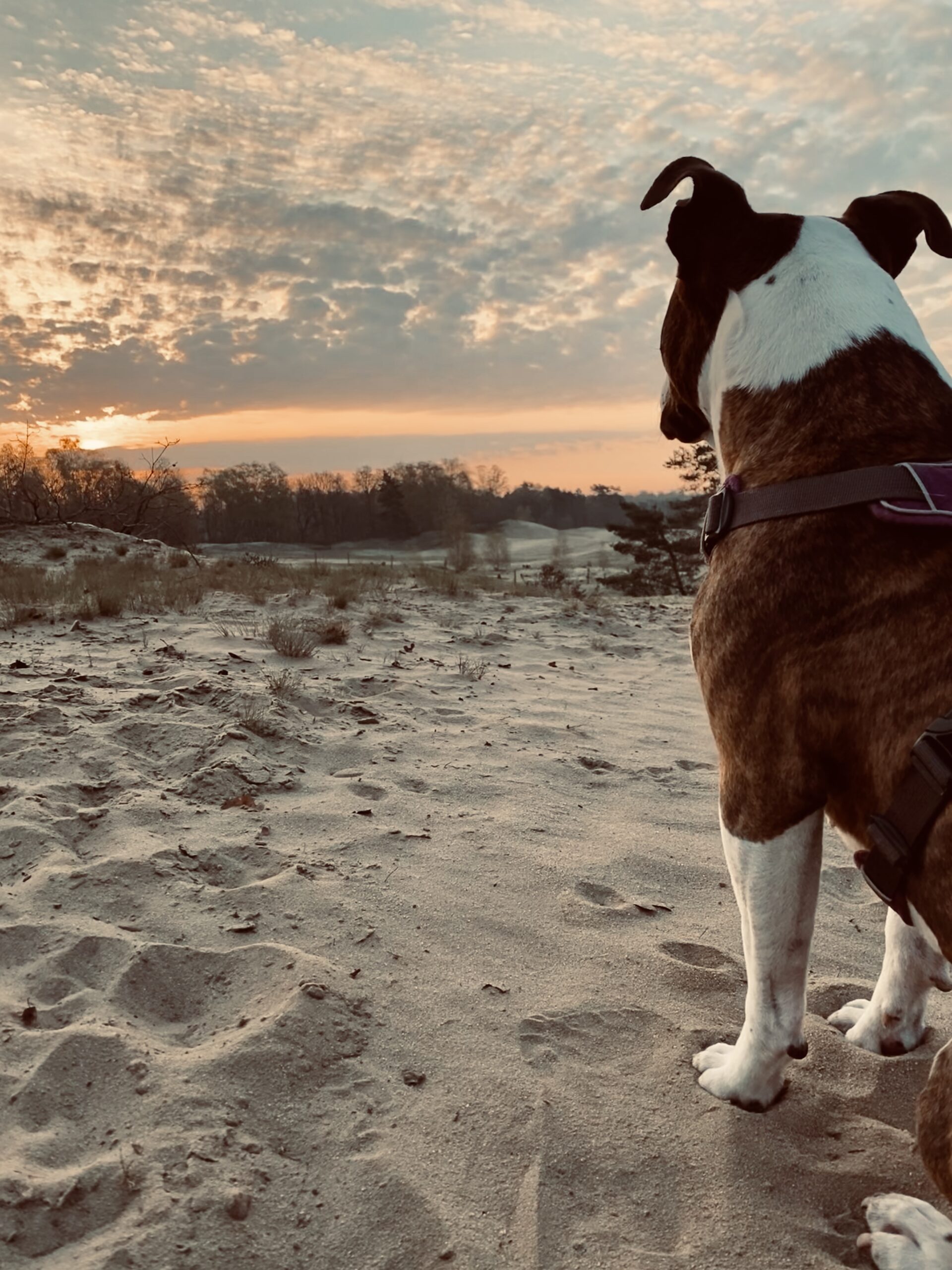 Lady mijn assistente Lady mijn assistente mee op pad