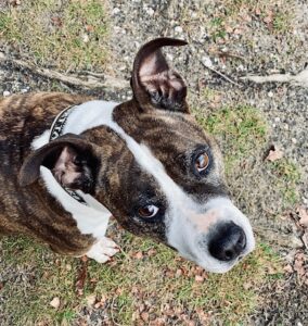 assistente van de assistente